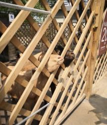 -萌宠亲子动物乐园(槐房万达店)