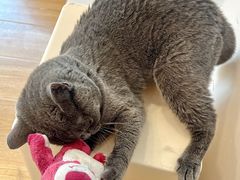 -有喵·猫咖·狗咖·30几只猫10只小狗(岗厦店)