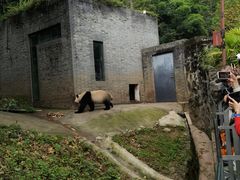 -都江堰中华大熊猫苑