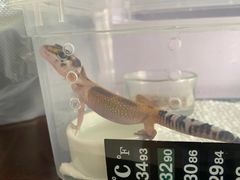 -酷以爬仙阁实体爬宠店·守宫·蜥蜴·专业繁育