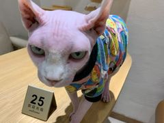 -藏猫猫咖啡主题馆(中央大道店)