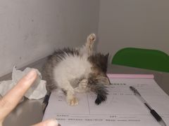 -汪喵宠物医院·骨科心脏影像·犬猫急重症ICU诊疗中心(成华分院)