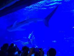 -烟台海昌鲸鲨海洋公园