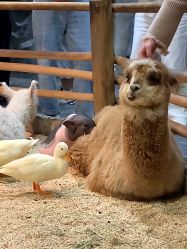 -Zoolung Zoolung动物主题公园(海信广场店)