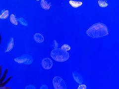 -江和美海洋公园