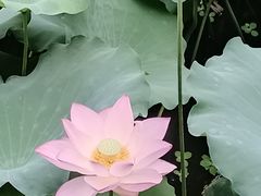 -荔湾湖公园