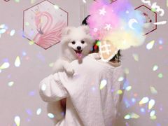 -熊小胖宠物生活馆(天华园店)