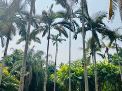 -中国科学院西双版纳热带植物园