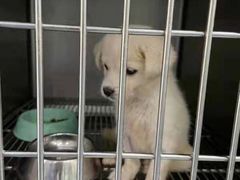 -汪喵宠物医院·骨科心脏影像·犬猫急重症ICU诊疗中心(成华分院)