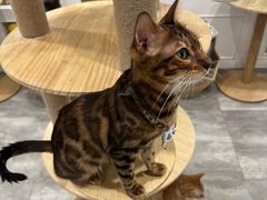 -楼上猫咖(罗湖店)