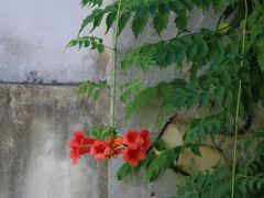 -苏州文庙(姑苏区)