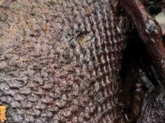 -张鸭子重庆特产卤味小吃(未来国际店)