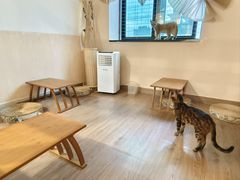 -楼上猫咖(罗湖店)
