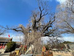 -大槐树寻根祭祖园