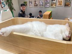 -藏猫猫咖啡主题馆(中央大道店)