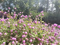 -徐家汇源景区-衡山公园