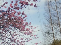 -重庆彩云湖湿地公园