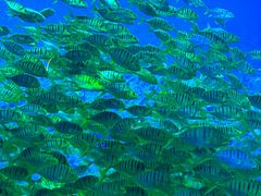 -芜湖新华联大白鲸海洋公园