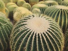 -南山植物园