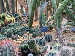 -深圳仙湖植物园
