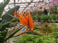 -南宫五洲植物乐园