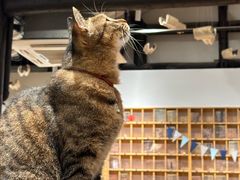 -猫的天空之城概念书店(杭州南宋御街店)