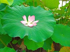 -陈家山荷花公园