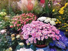 -双季花艺园艺市场(浦东店)