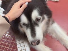 -和它·交个朋友·狗咖猫咖(爱琴海店)