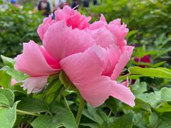 -莲花池公园
