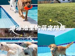 -趣玩宠物乐园寄养训犬训狗游泳池