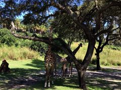 -奥兰多迪士尼动物王国乐园