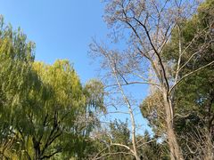 -秋霞圃