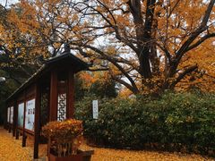 -青岛崂山太清宫