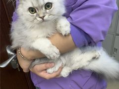 -瑞派·关忠动物医院·异宠专科·犬猫肿瘤·皮肤专科(望京店)