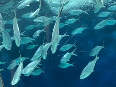 -上海海洋水族馆