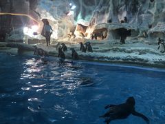 -帝企鹅自助餐厅•儿童岛•真企鹅(长隆企鹅酒店)