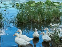 -长春市南湖公园