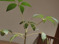 -明州府(文化广场店)