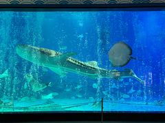 -烟台海昌鲸鲨海洋公园