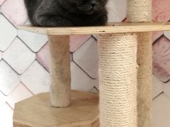 -猫冇咖·家门口的撸猫馆(大融城店)