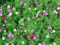 -桤木河湿地公园