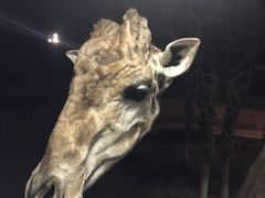 -清迈夜间动物园