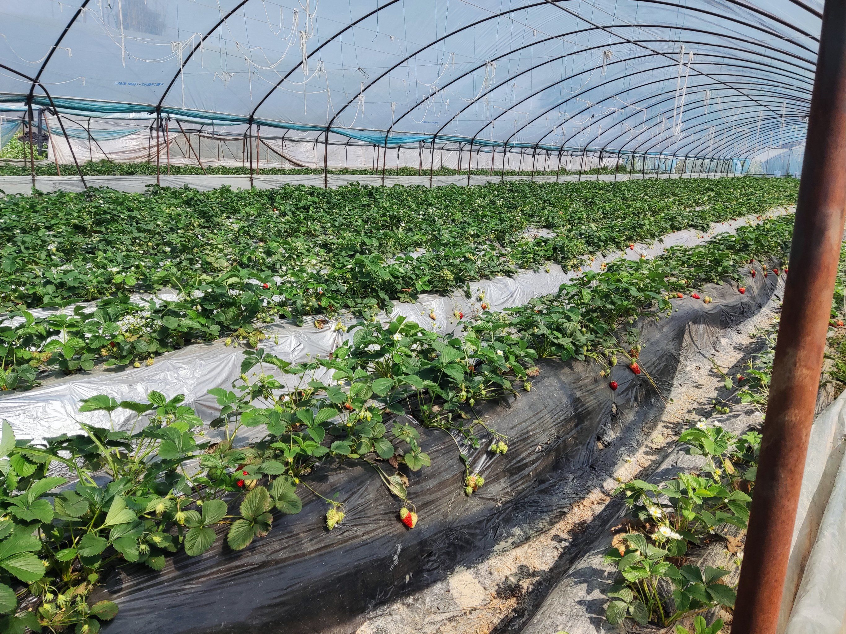 草莓园采摘日记