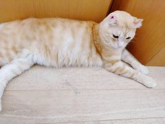 -CAT’S MEWSTAR CAFE·喵星球猫屋(晴湾咖啡店)