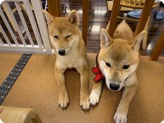 -豆柴町-柴犬主题狗咖(红鼎国际C座店)
