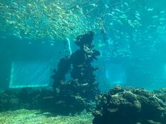-海棠湾洲际-涛·海底餐厅·美人鱼·自助餐·海底隧道