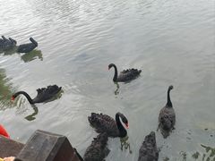 -五缘湾湿地公园