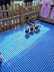 -萌宠亲子动物乐园(槐房万达店)