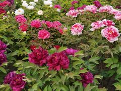 -莲花池公园